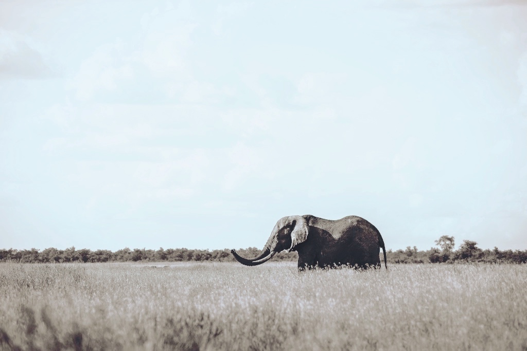 Un elefante fotografiado a lo lejos, en medio de un campo vacío en una foto de Vincent van Zalinge on Unsplash